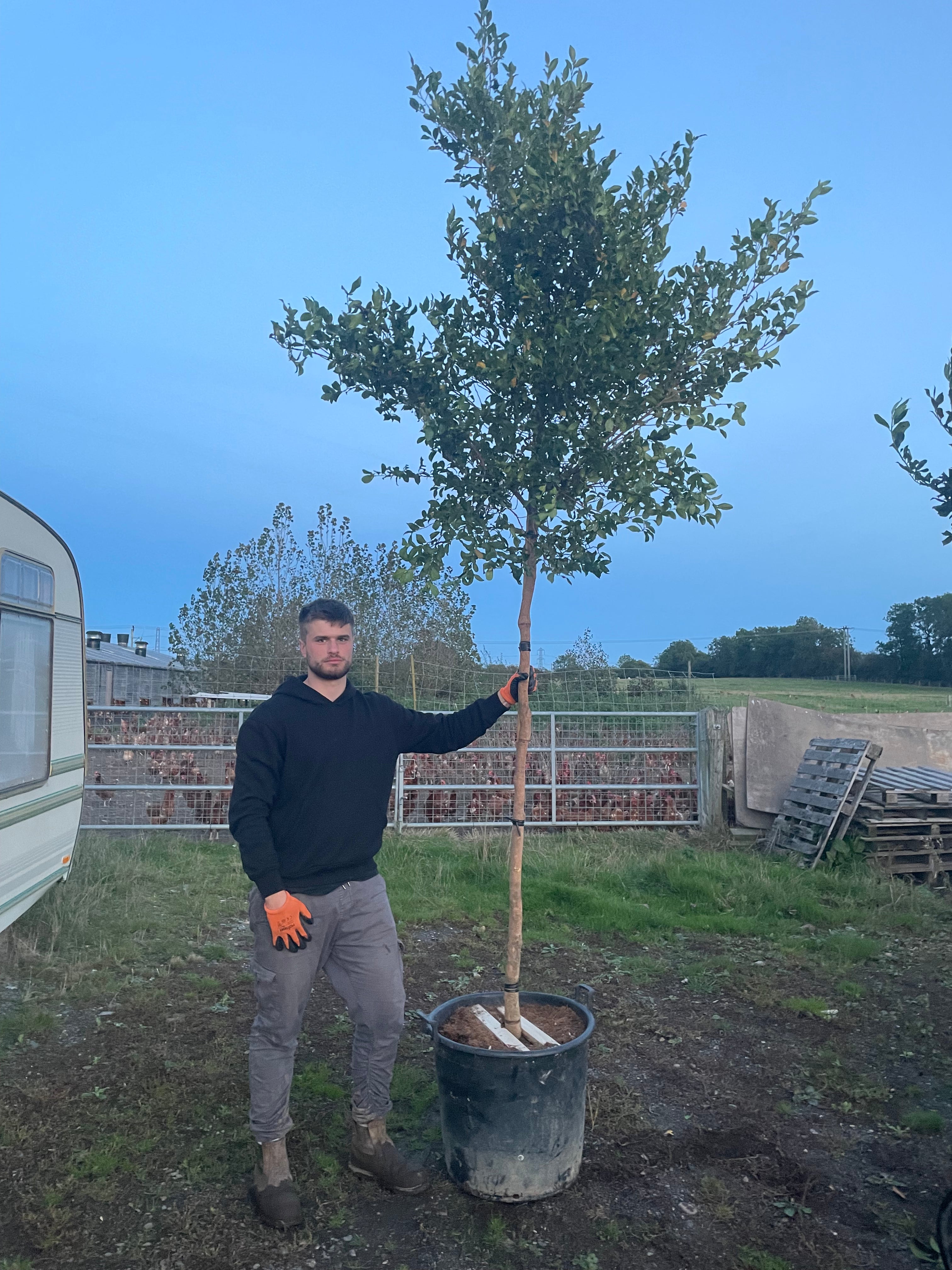 ¾ Standard Trees Semi Mature Trees For Sale Trees For Sale UK H&C