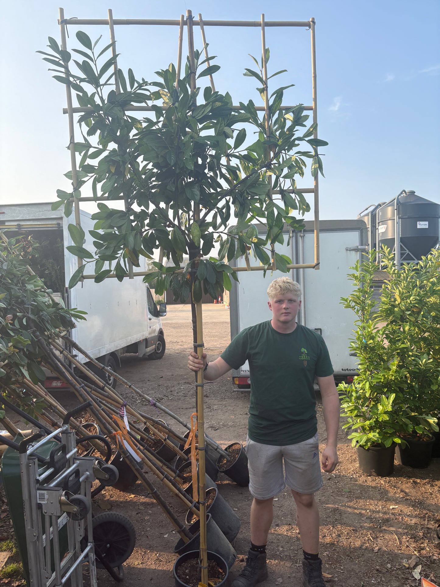 Prunus laurocerasus ‘Caucasica’(English Cherry Laurel) - 3/4 stem (150-160) Pleached