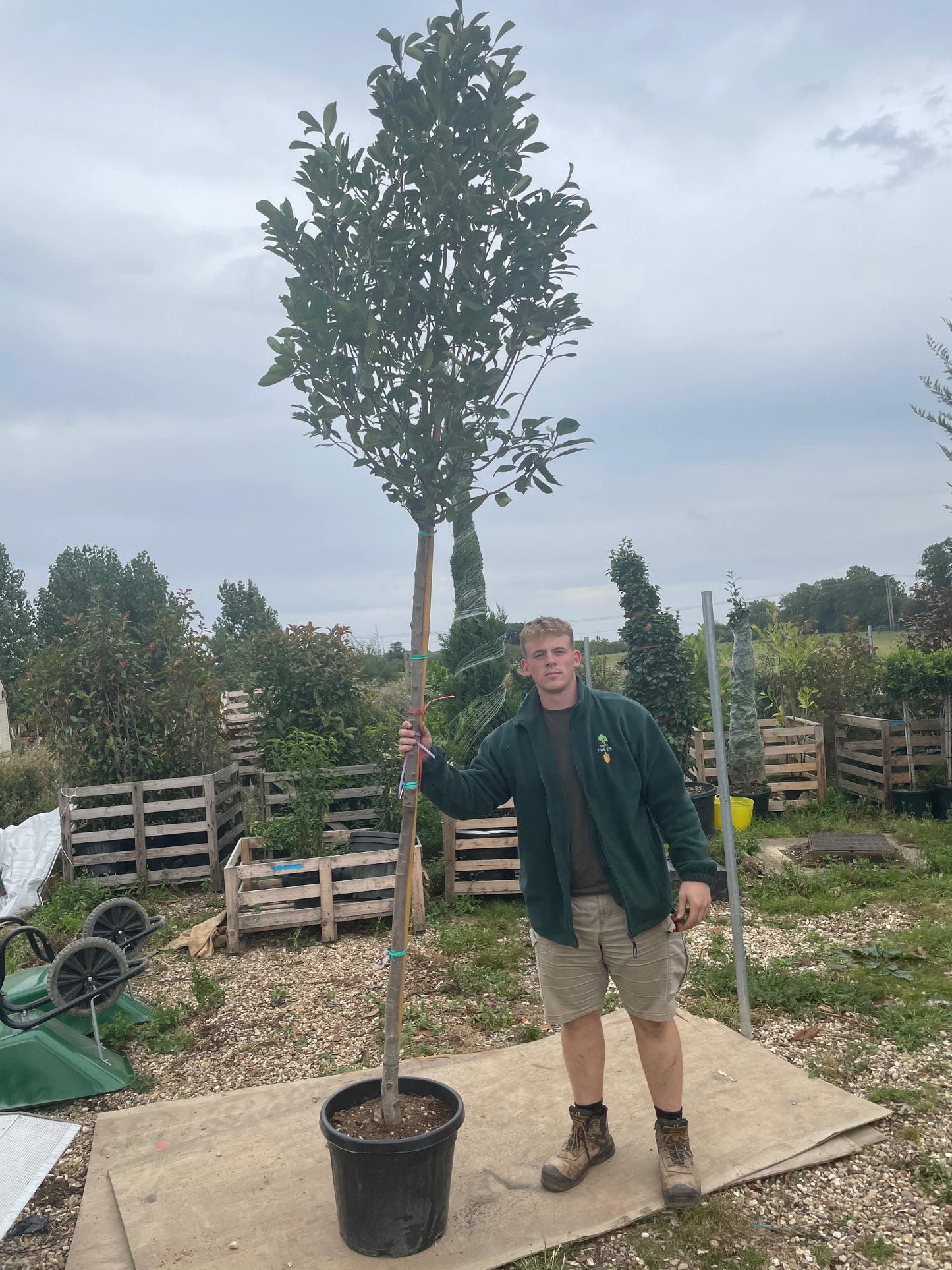 Red Robin - Standard Trees (180-200cm clear stem)