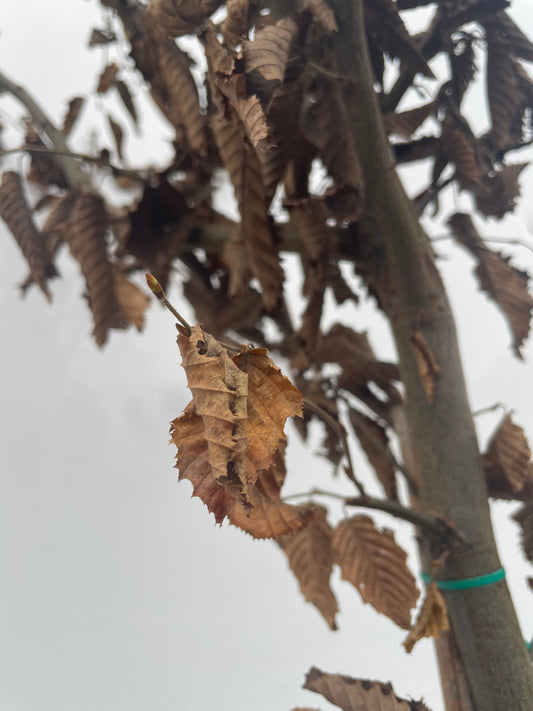Carpinus betula 'Hornbeam' Hedging