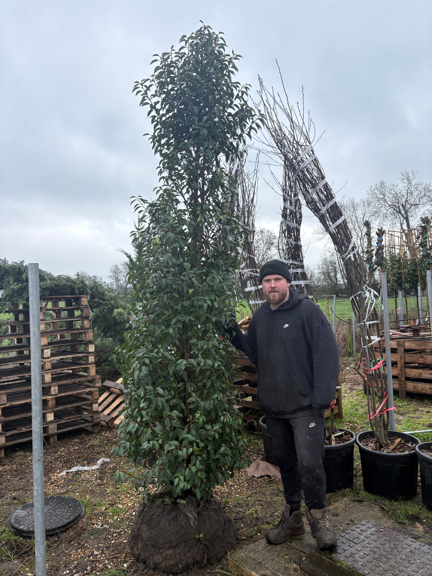 Prunus lusitanica (Portuguese Laurel) - Hedging