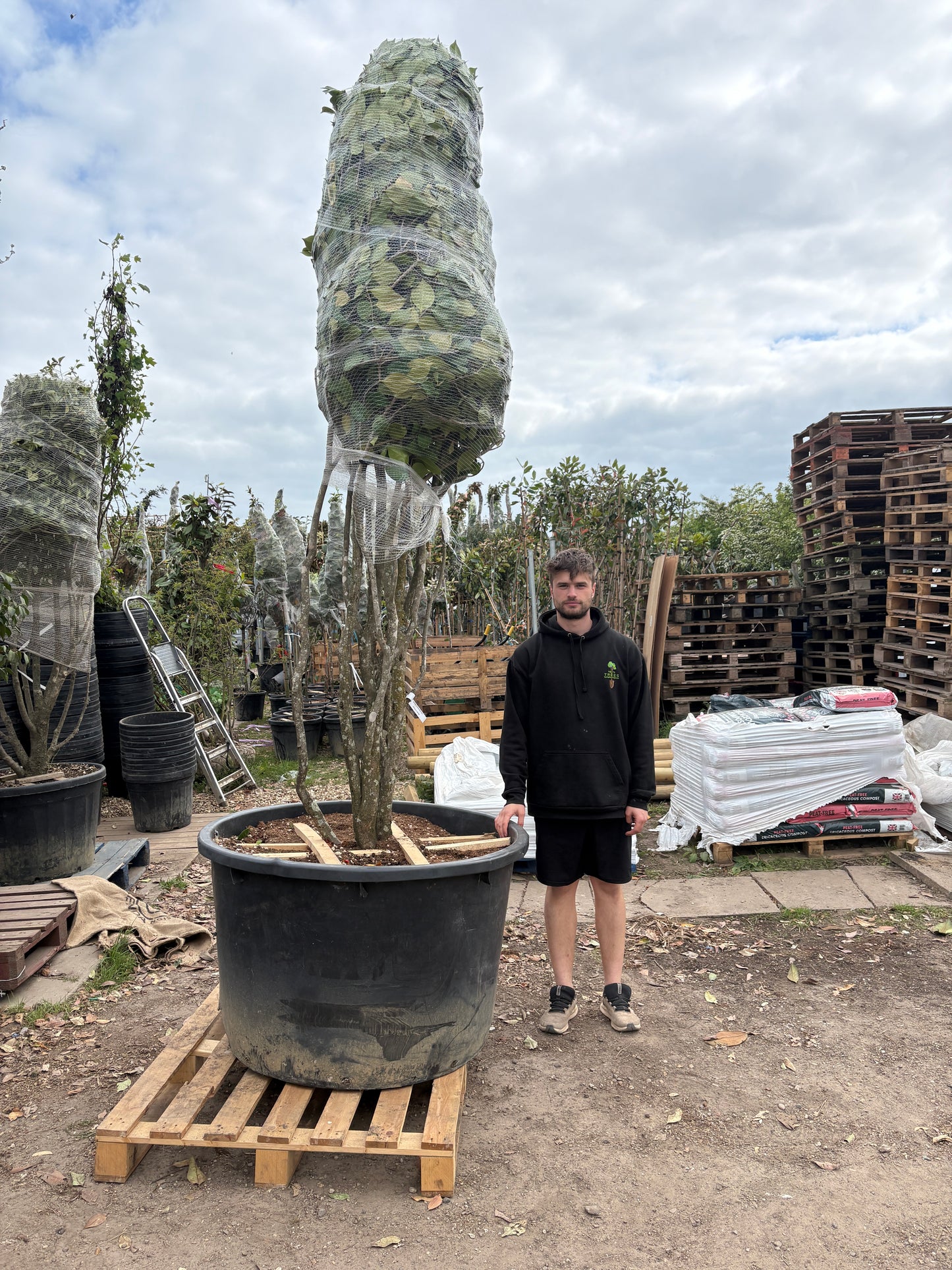 Camellia japonica 'Black lace' multistem