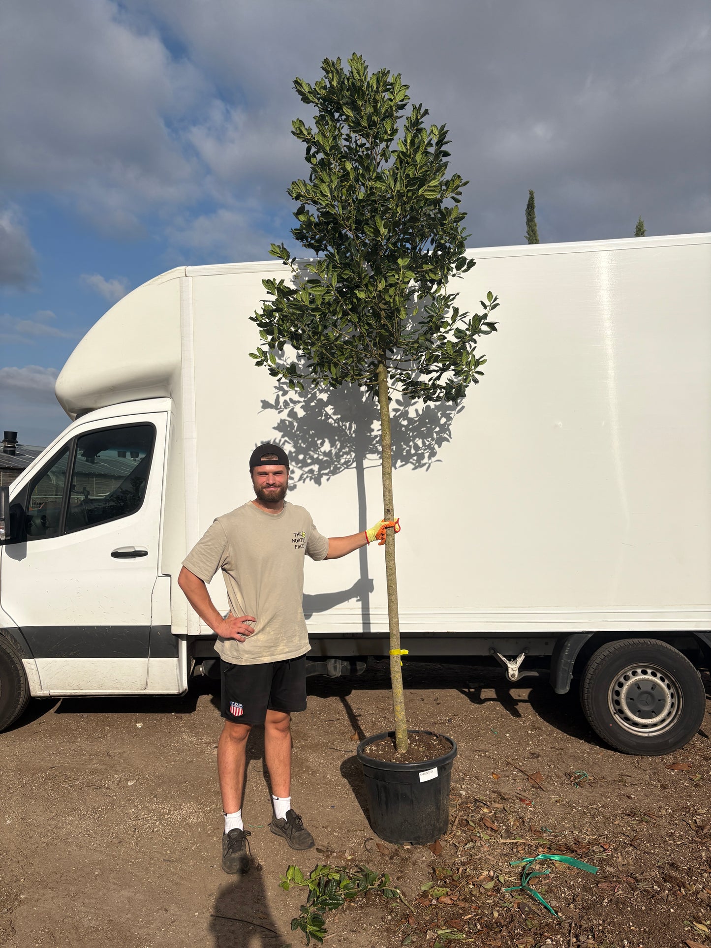 Ilex - Nellie R Stevens - Standard Tree (180-190cm clear stem)