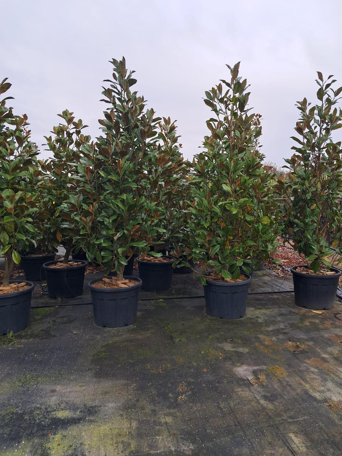 Magnolia Grandiflora - Cones/bushes