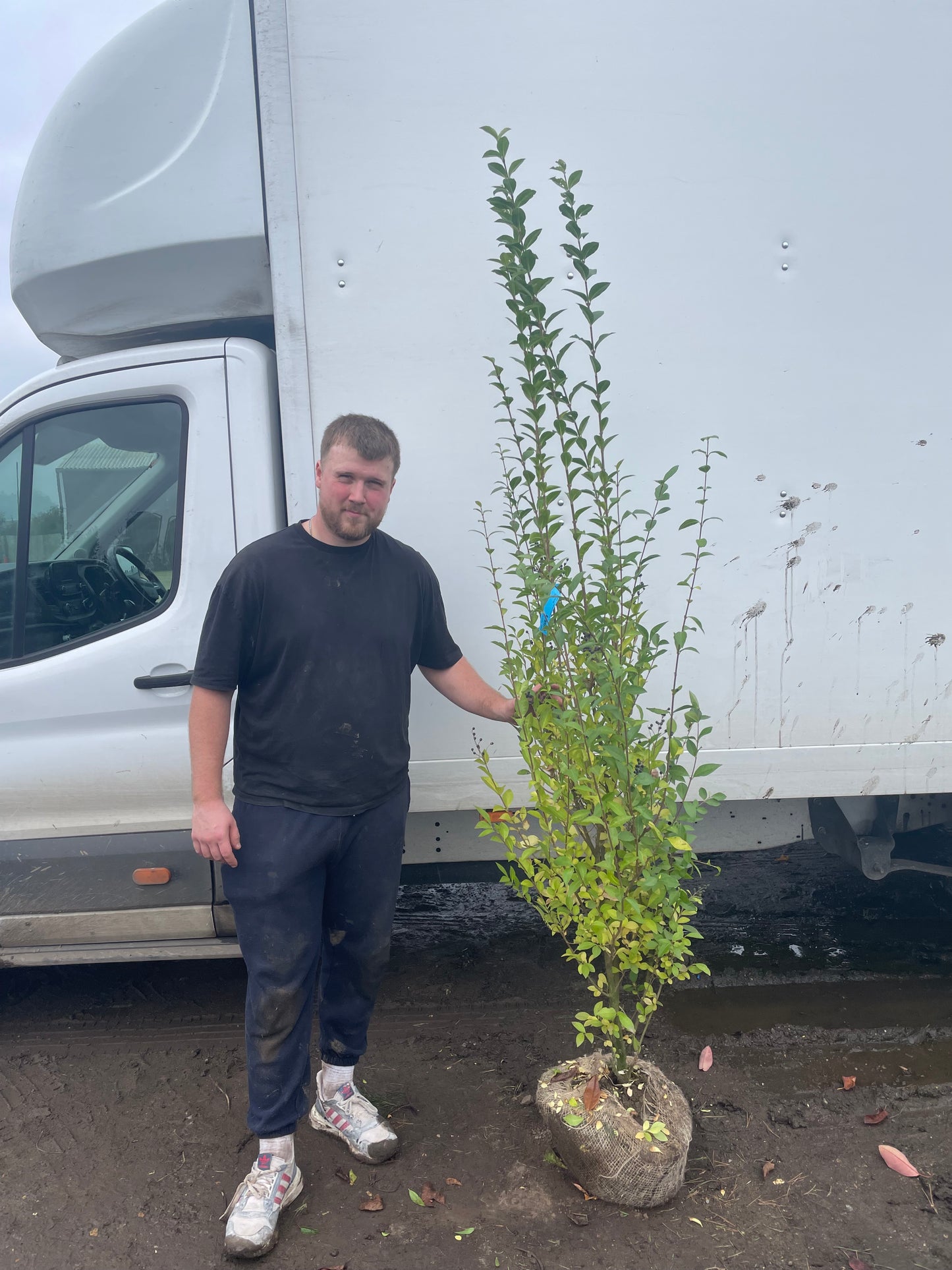 Ligustrum ovalifolium