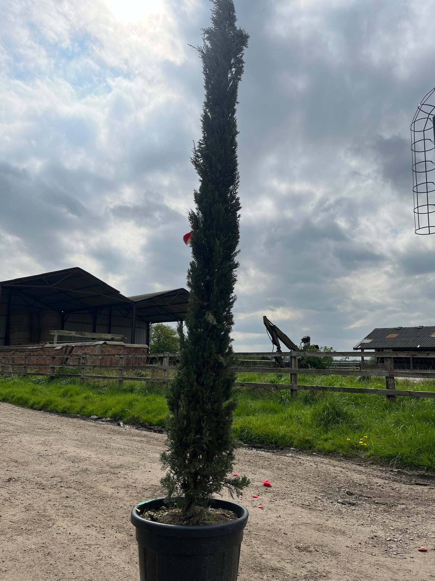 Cupressus sempervirens