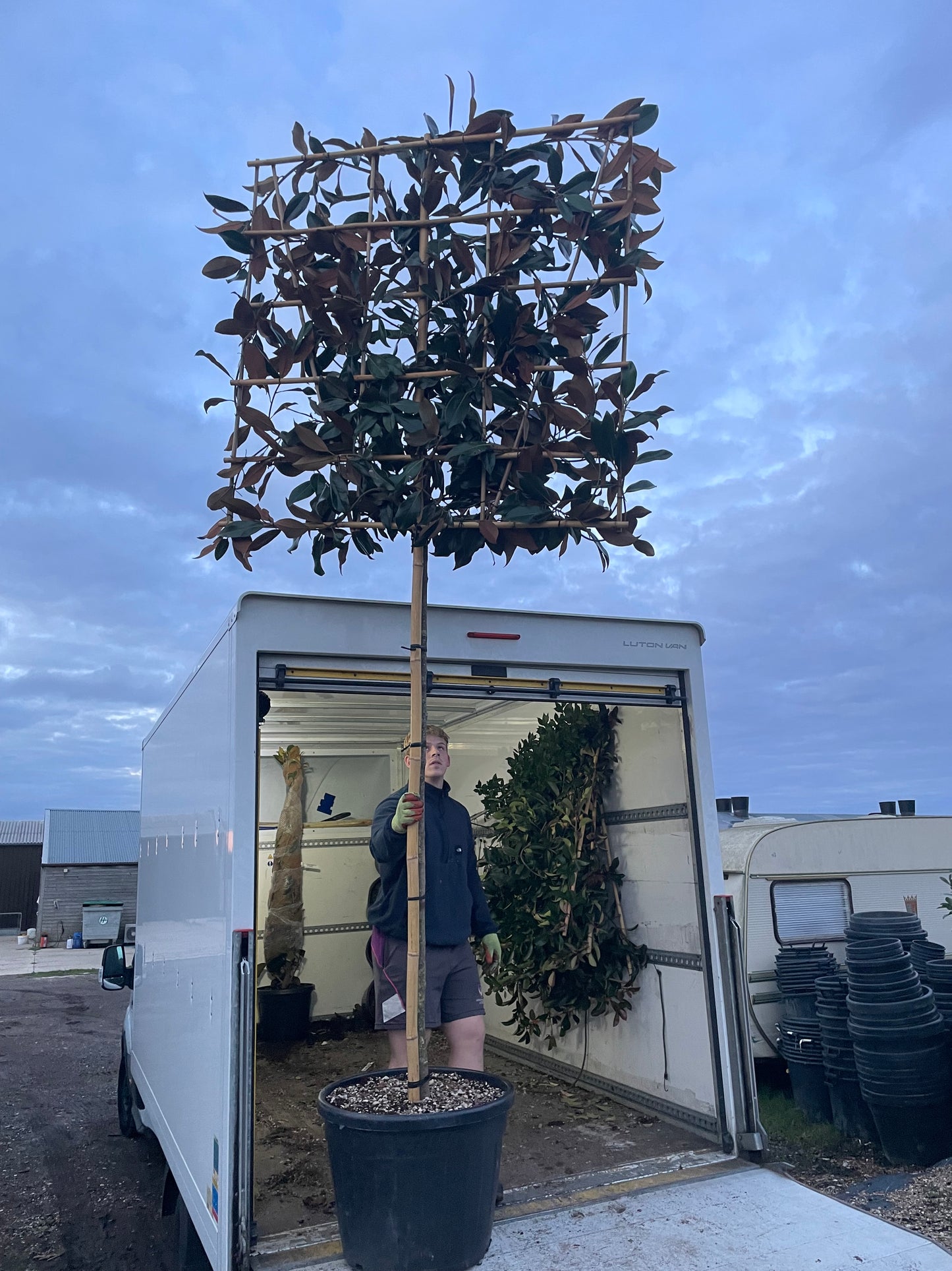 Mature Pleached magnolia - Magnolia grandiflora (180-200cm clear stem)