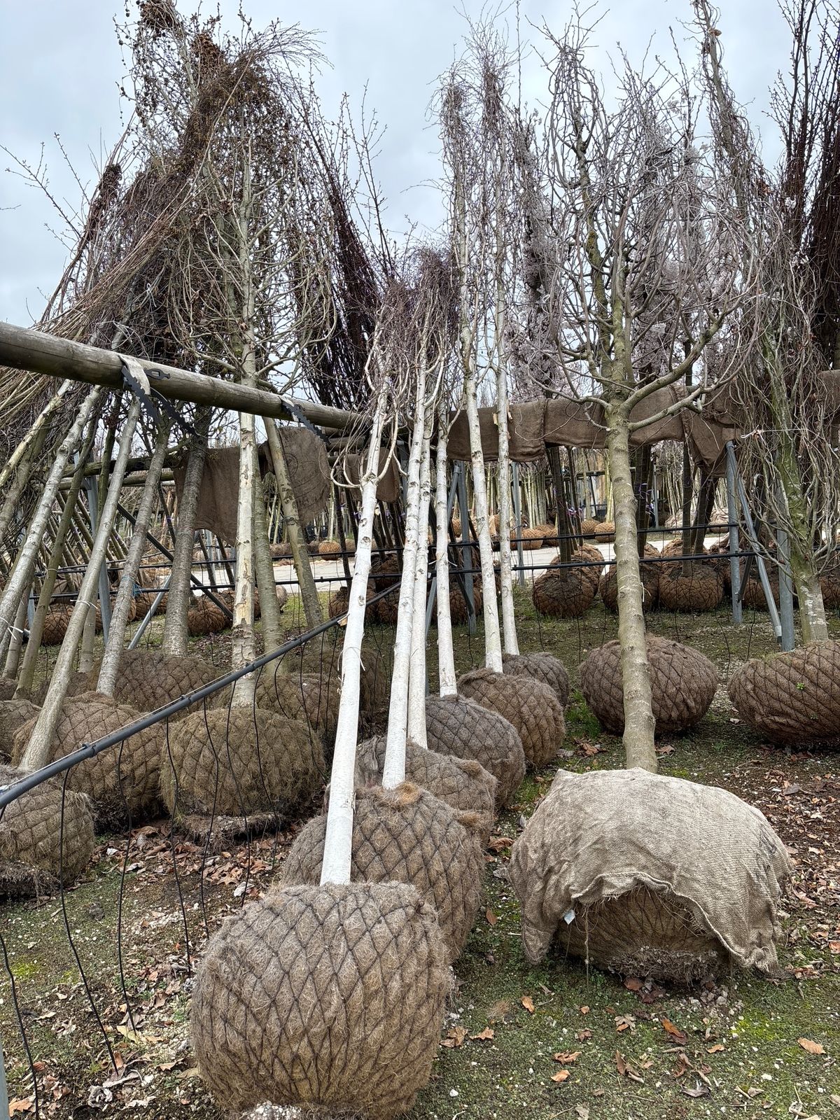 Betula utilis (Himalayan Birch) - full standard - (180-200cm clear stem) CONTAINER GROWN