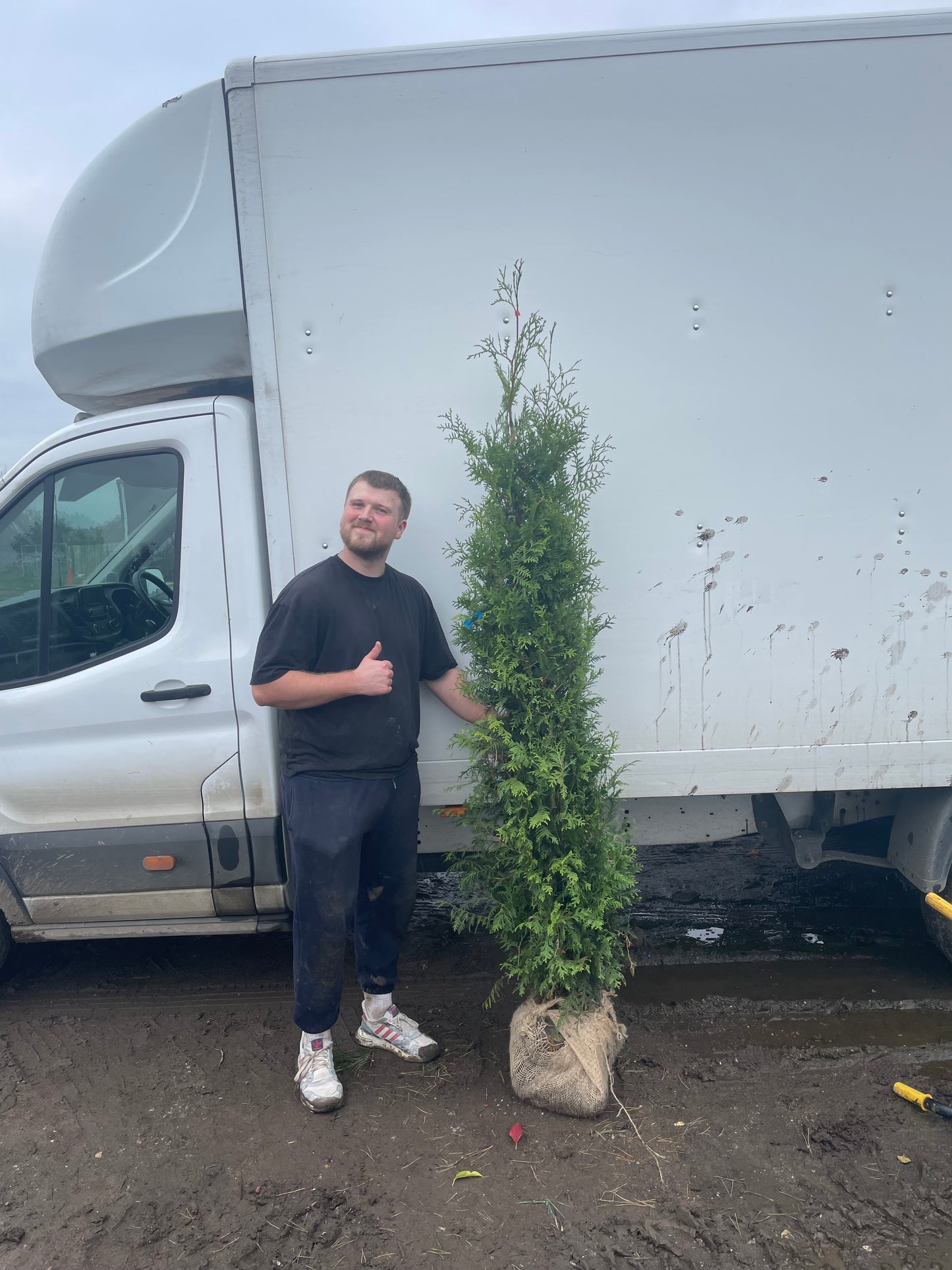 Thuja occidentalis 'Smaragd' - Rootball hedging