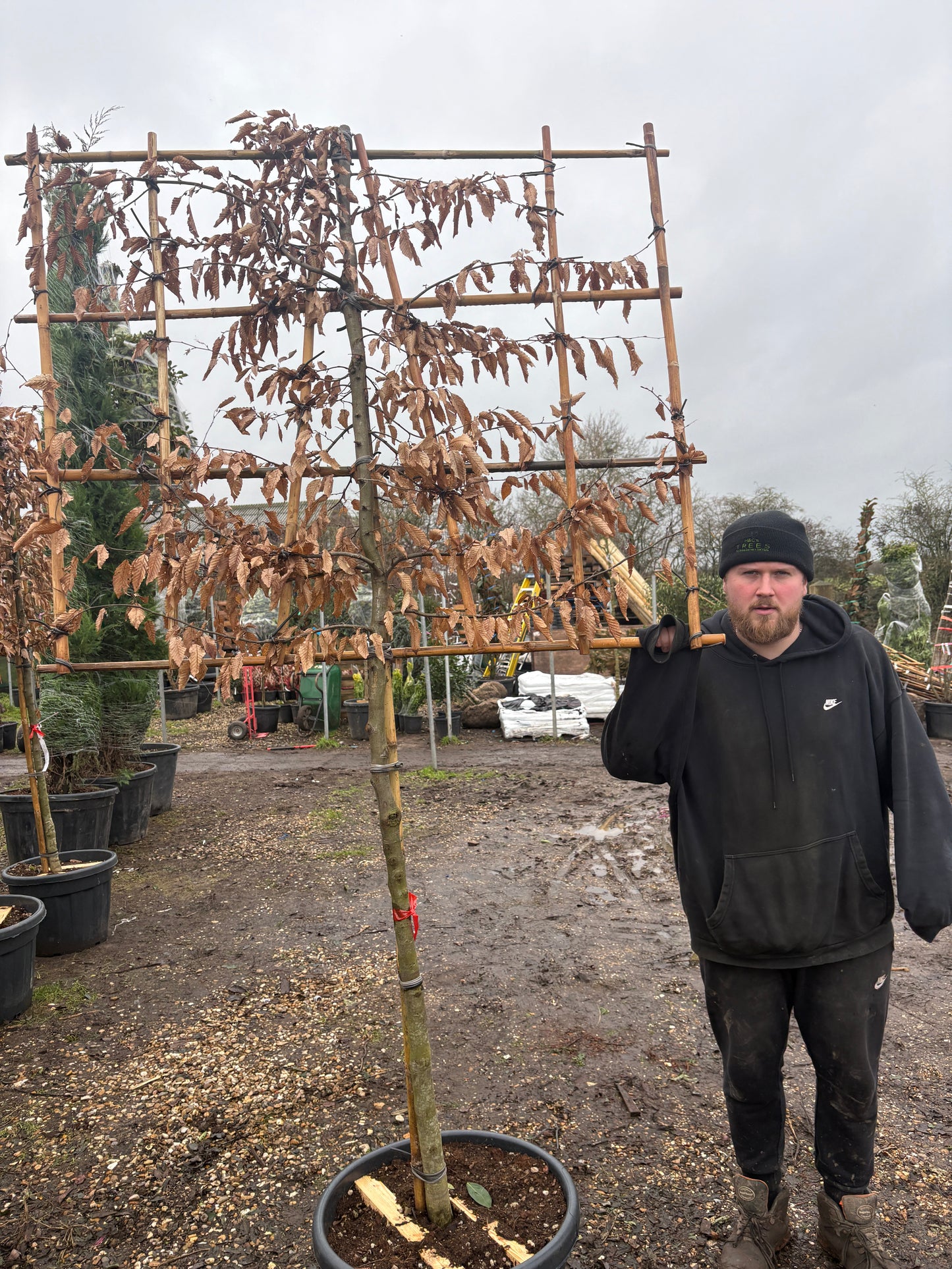 Hornbeam - Pleached - 120 clear stem