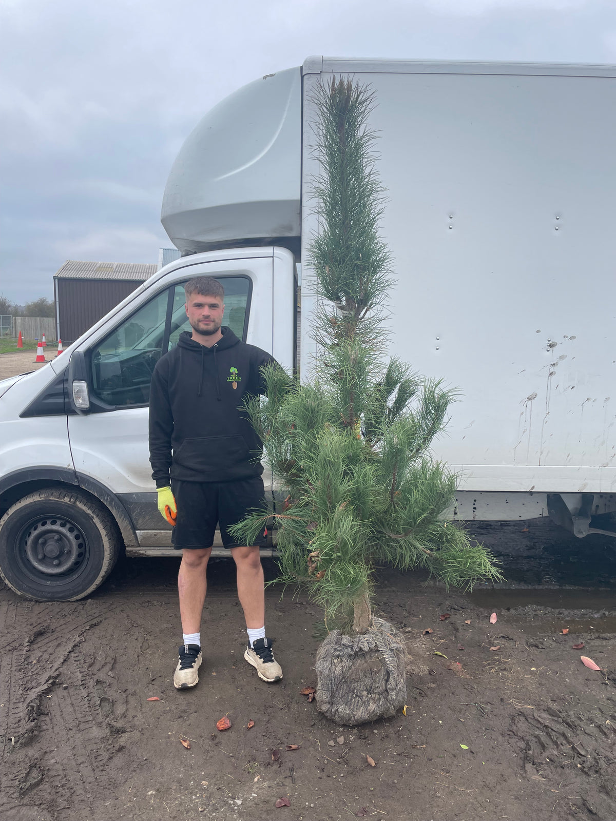 Pinus nigra subsp. nigra (Austrian Pine)