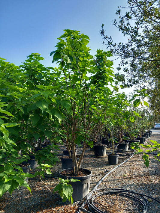 Catalpa bignonioides 'Nana' (Bungei) - Multi Stem