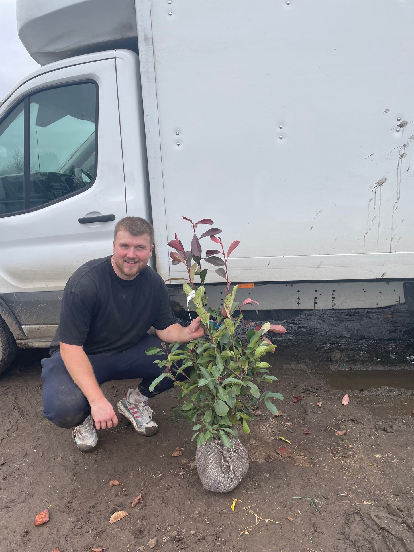 Red Robin (Photinia x fraseri) - Rootball Hedging