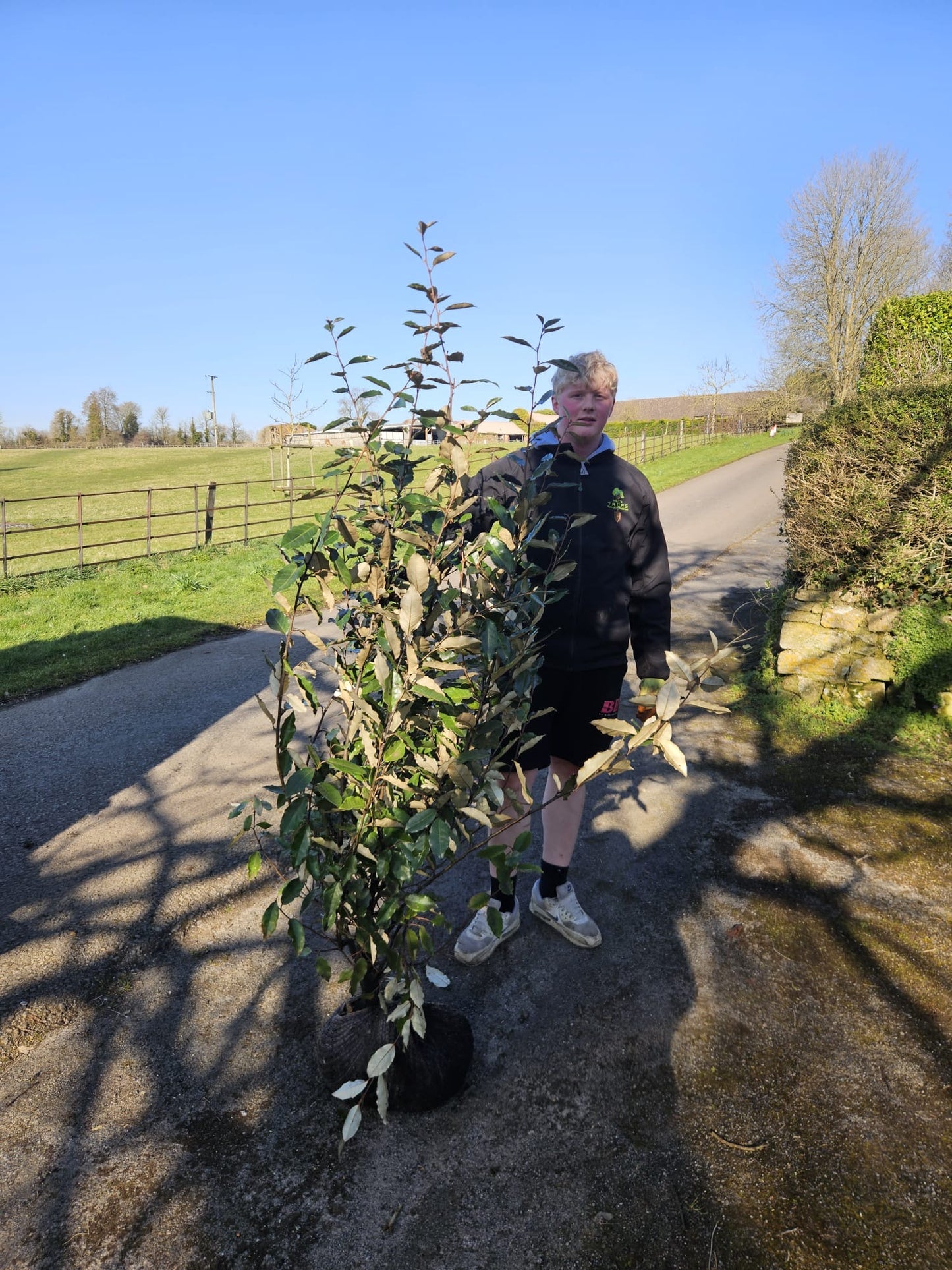 Eleagnus x Ebbingei Hedging