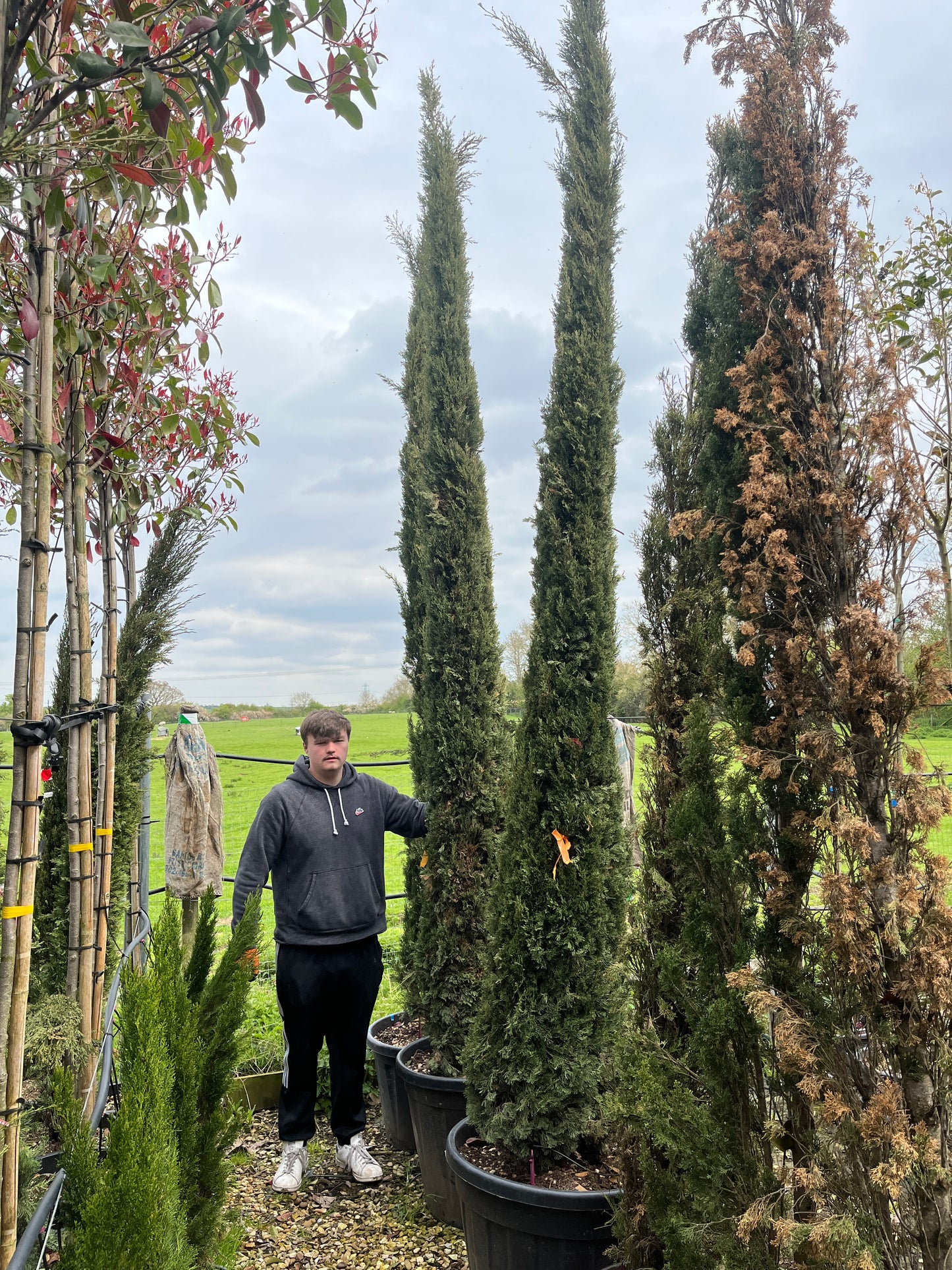 Cupressus sempervirens