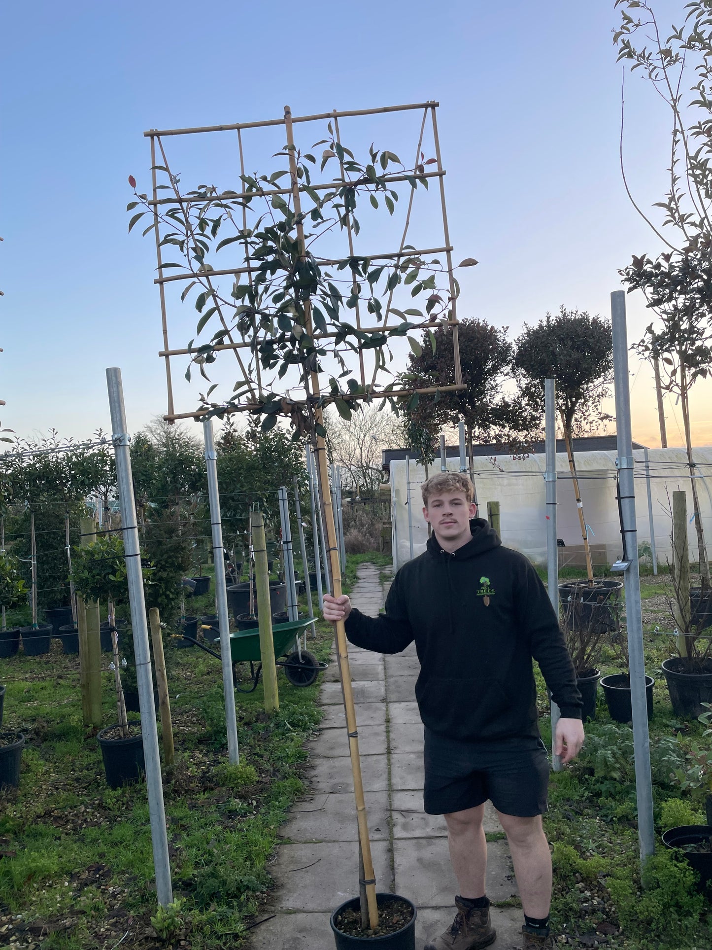 Red Robin - Pleached (180-200cm clear stem)