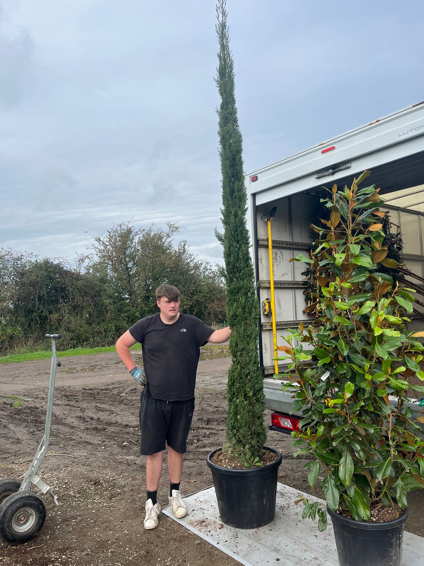 Cupressus sempervirens