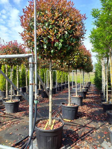 Red Robin - 3/4 Standard Trees - Lollipop head (150-160cm clear stem)