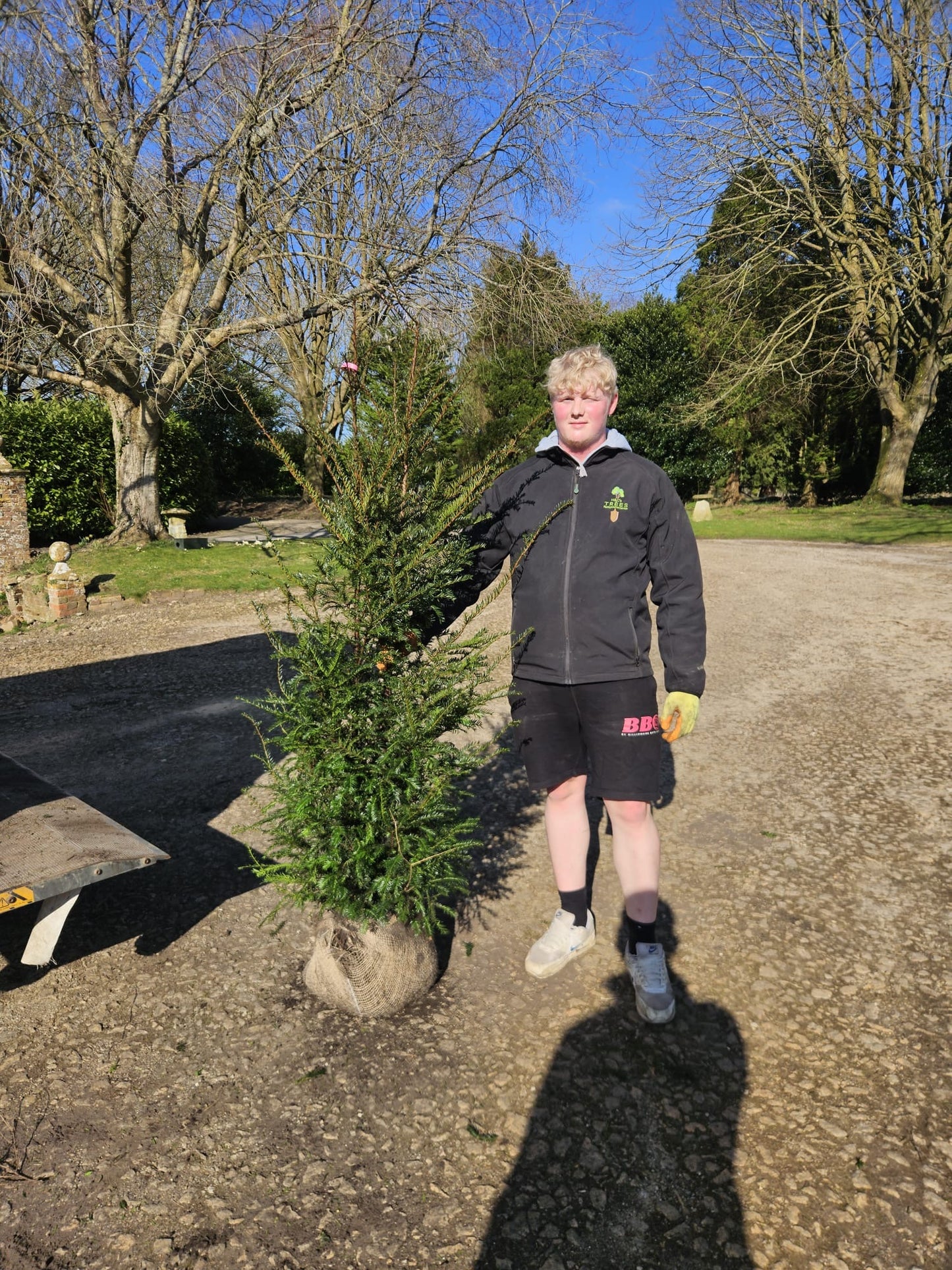 English Yew (Taxus baccata) - Rootball