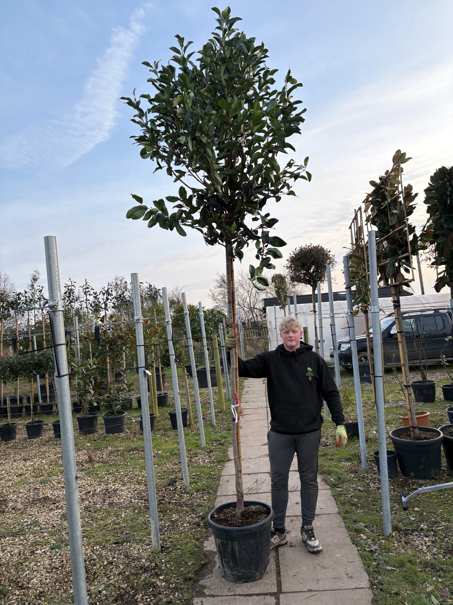 Viburnum ‘Lucidum’ - Full standard Tree (180-190cm clear stem)