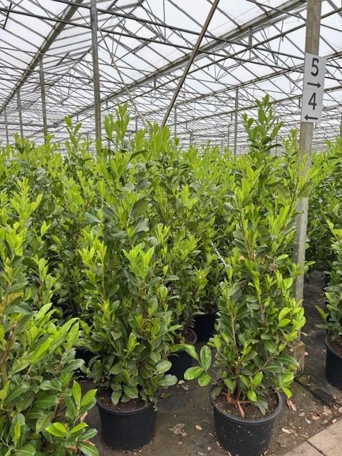 Prunus laurocerasus 'Rotundifolia' (English Cherry Laurel) - container Hedging