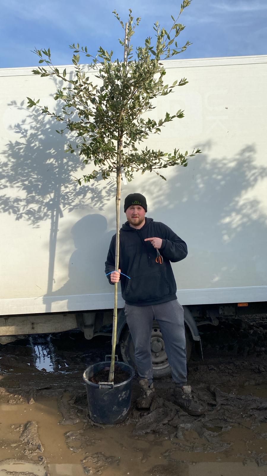 Quercus ilex ‘Holm Oak’