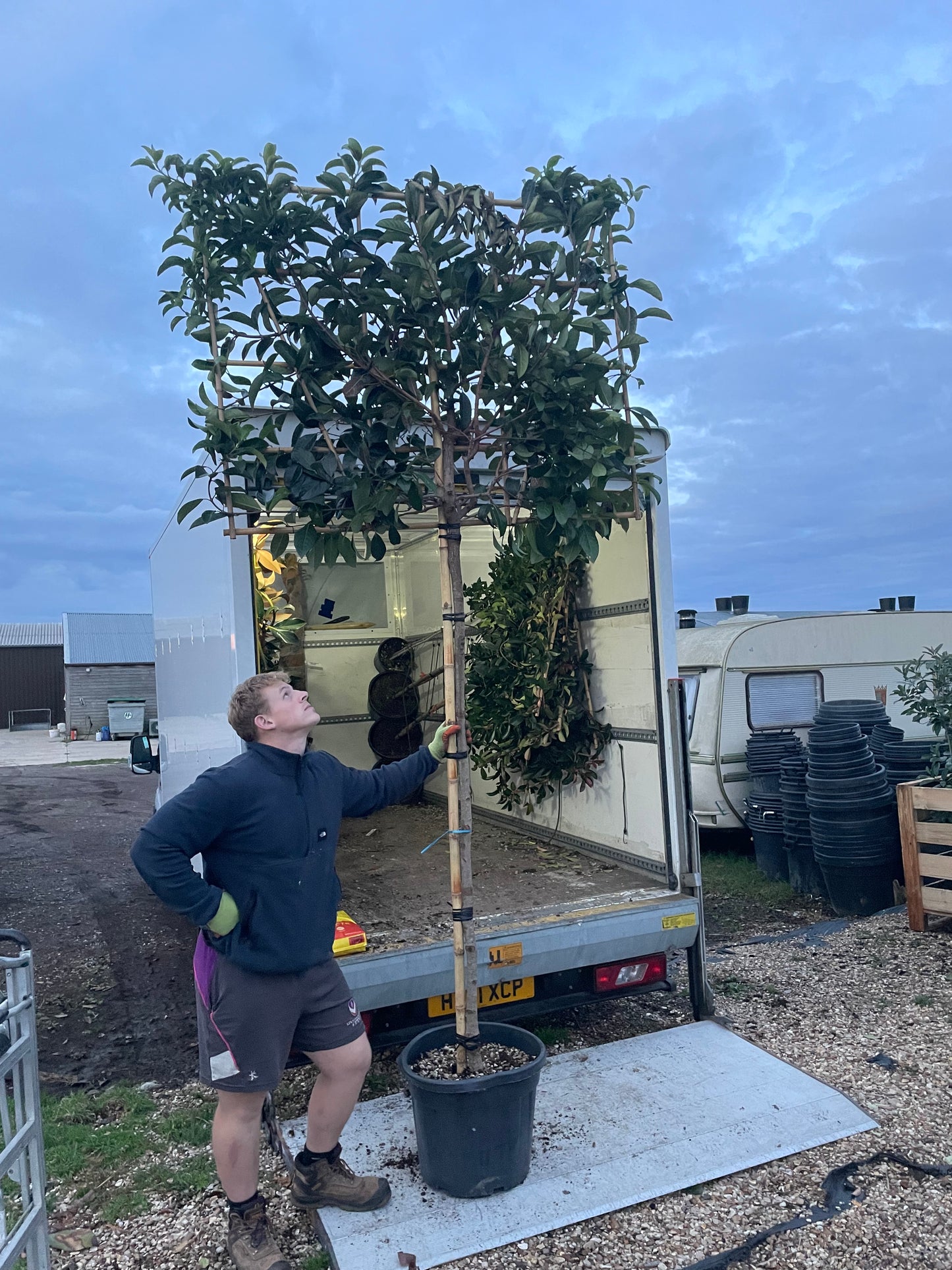 Viburnum Lucidum - Pleached (180-200cm clear stem)