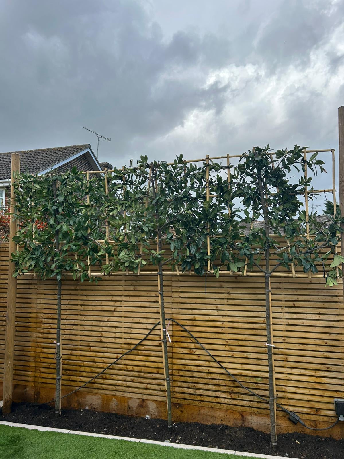 Prunus laurocerasus ‘Caucasica’(English Cherry Laurel) - 3/4 stem (150-160) Pleached