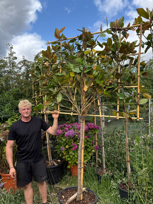 Magnolia grandiflora - Pleached 120cm clear stem