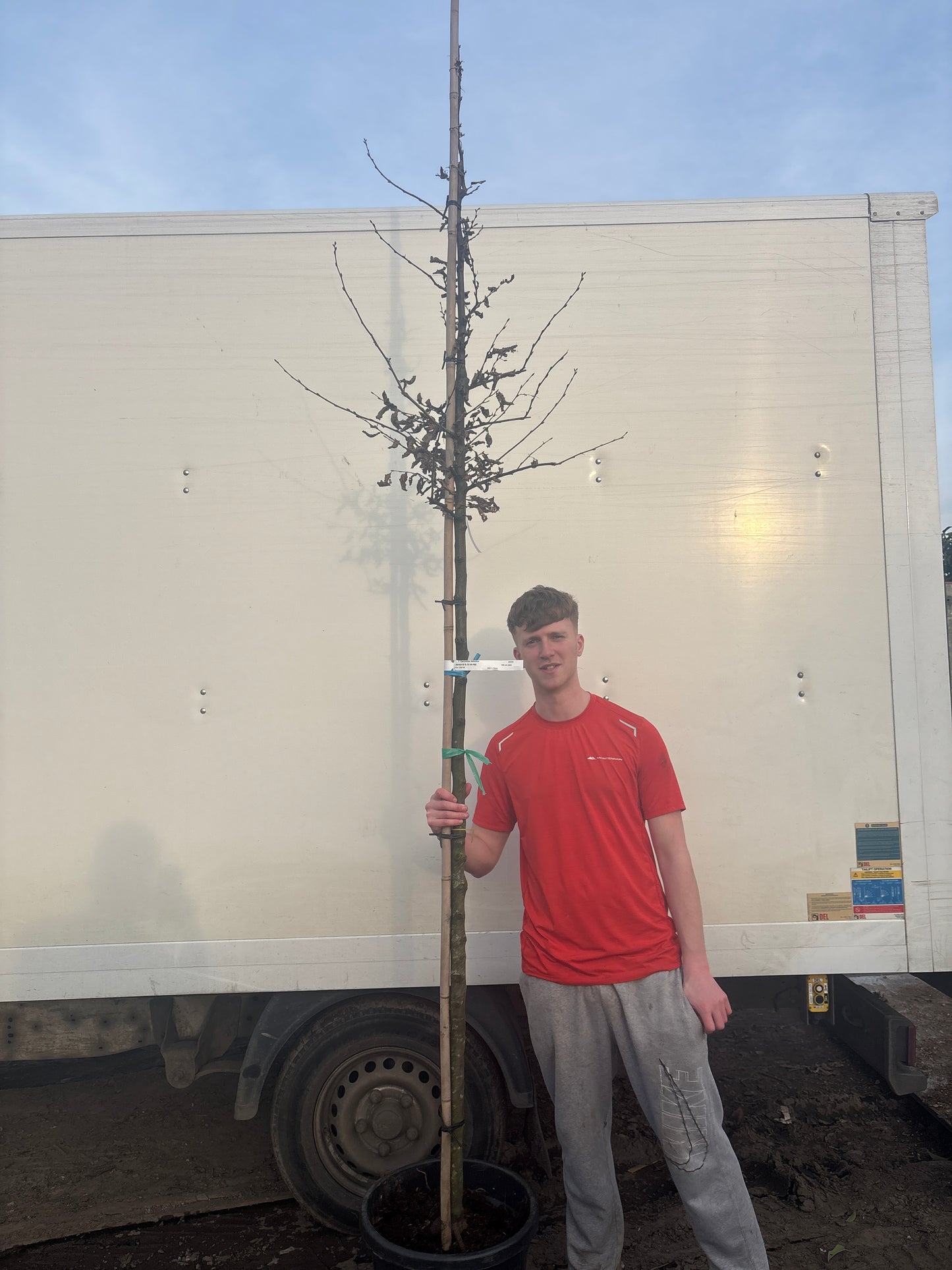 Carpinus betula Standard Trees (Hornbeam) (180-190cm clear stem)