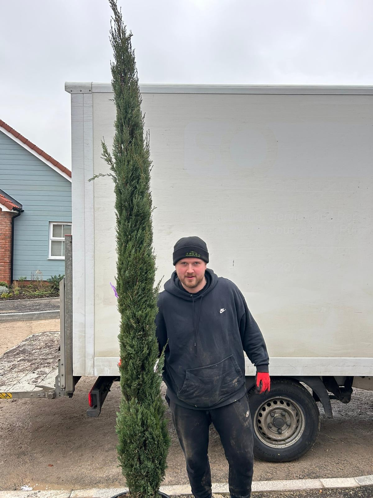 Cupressus sempervirens (Italian Cypress)