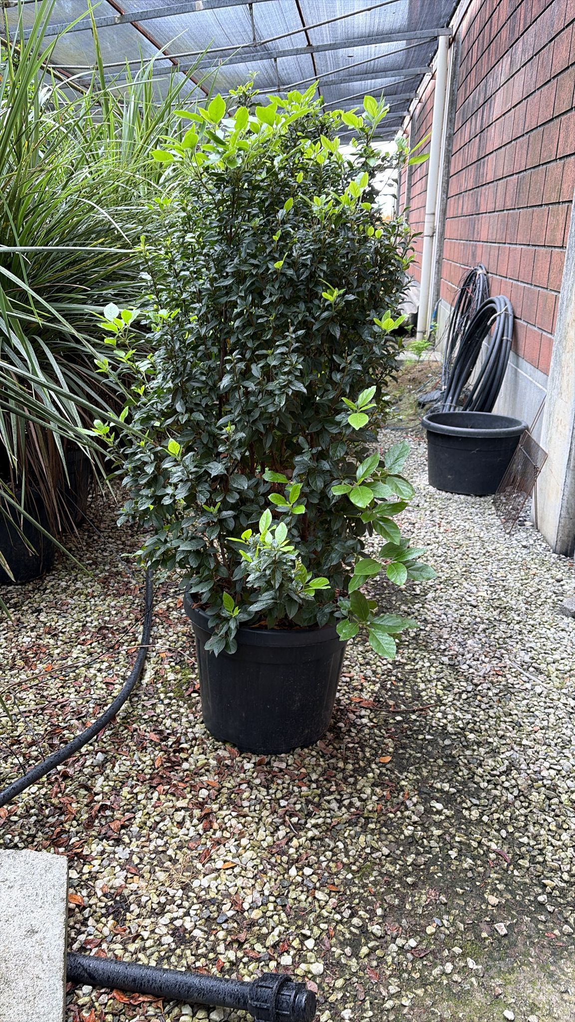 Viburnum Tinus - Hedging