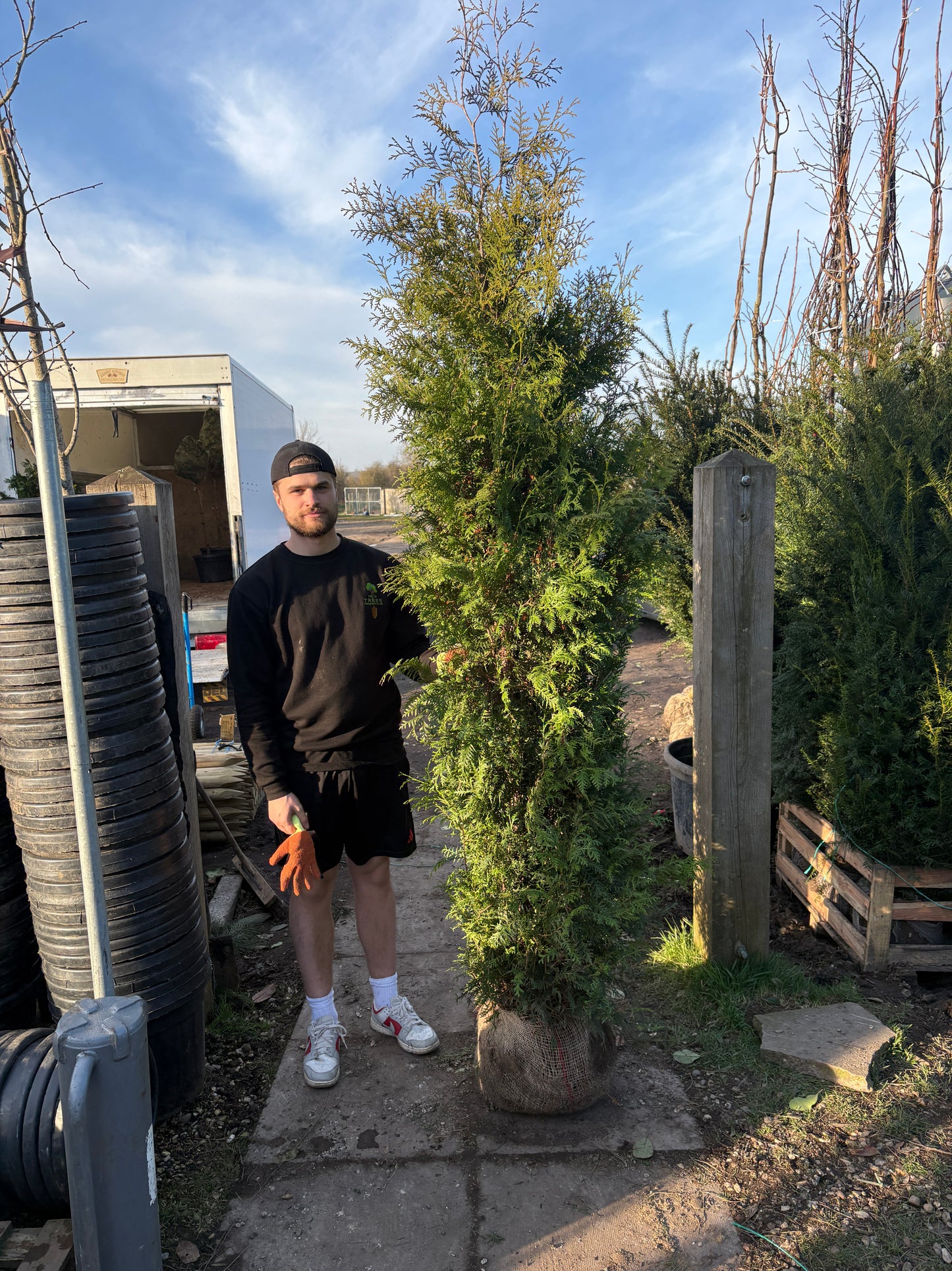 Thuja occidentalis 'Brabant' - Rootball hedging