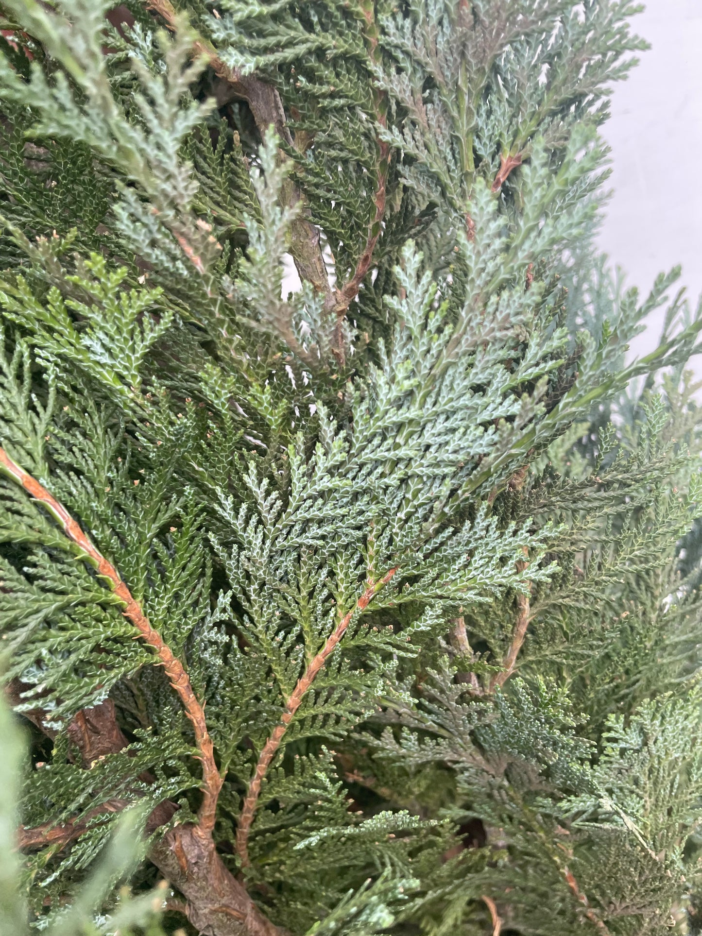 Chamaecyparis lawsoniana ‘Columnaris’ - Rootball hedging