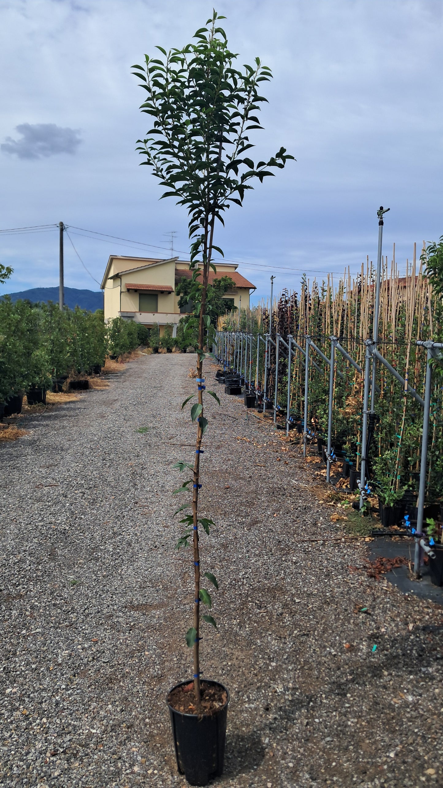 Portuguese laurel (Prunus Lusitanica) - Standard Trees (180-190cm clear stem)