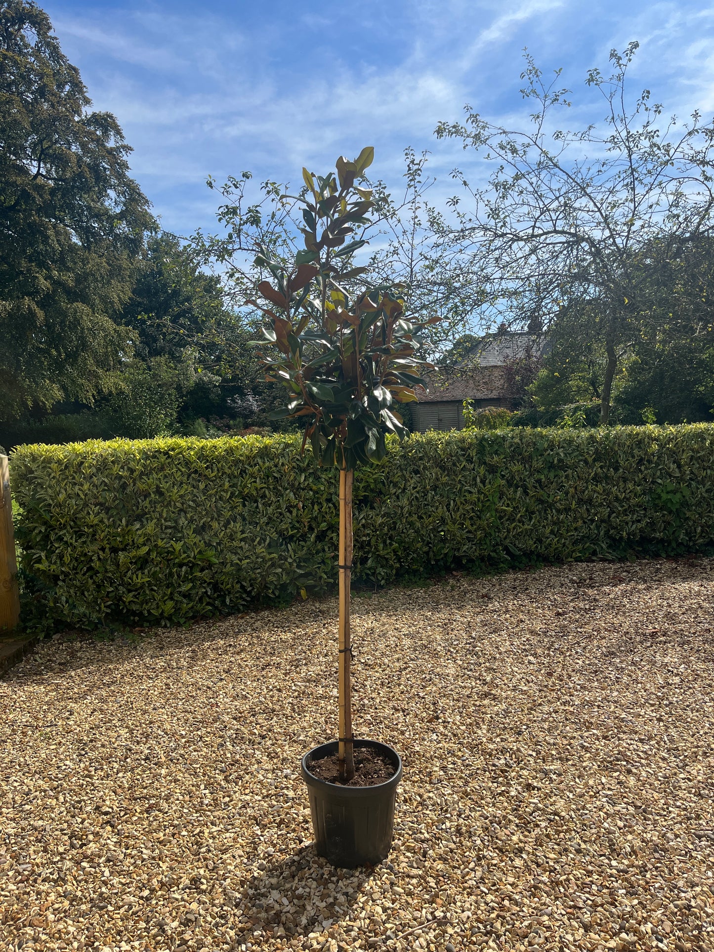 Magnolia Grandiflora - 1/2 Standard Trees (90-110cm clear stem)