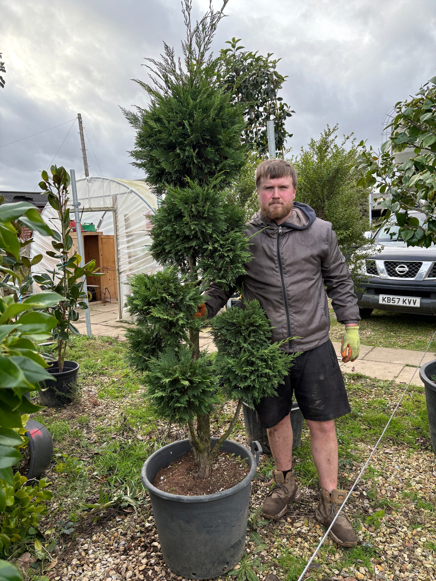 Leyland cypress topiary- sale
