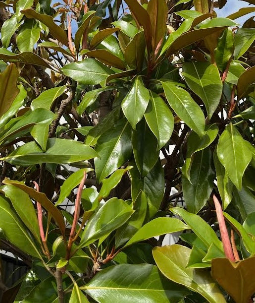 Pleached magnolia - Magnolia grandiflora (140-160cm clear stem)
