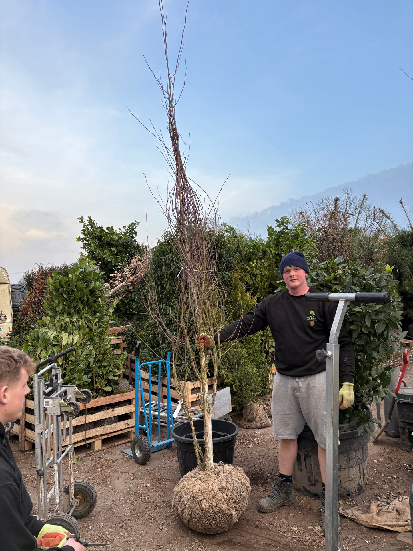 Betula utilis (Himalayan Birch) - Multistem - ROOTBALL