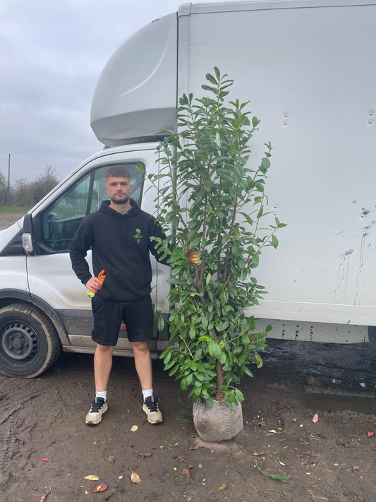 Prunus laurocerasus 'Rotundifolia' (English Cherry Laurel) -  Rootball Hedging