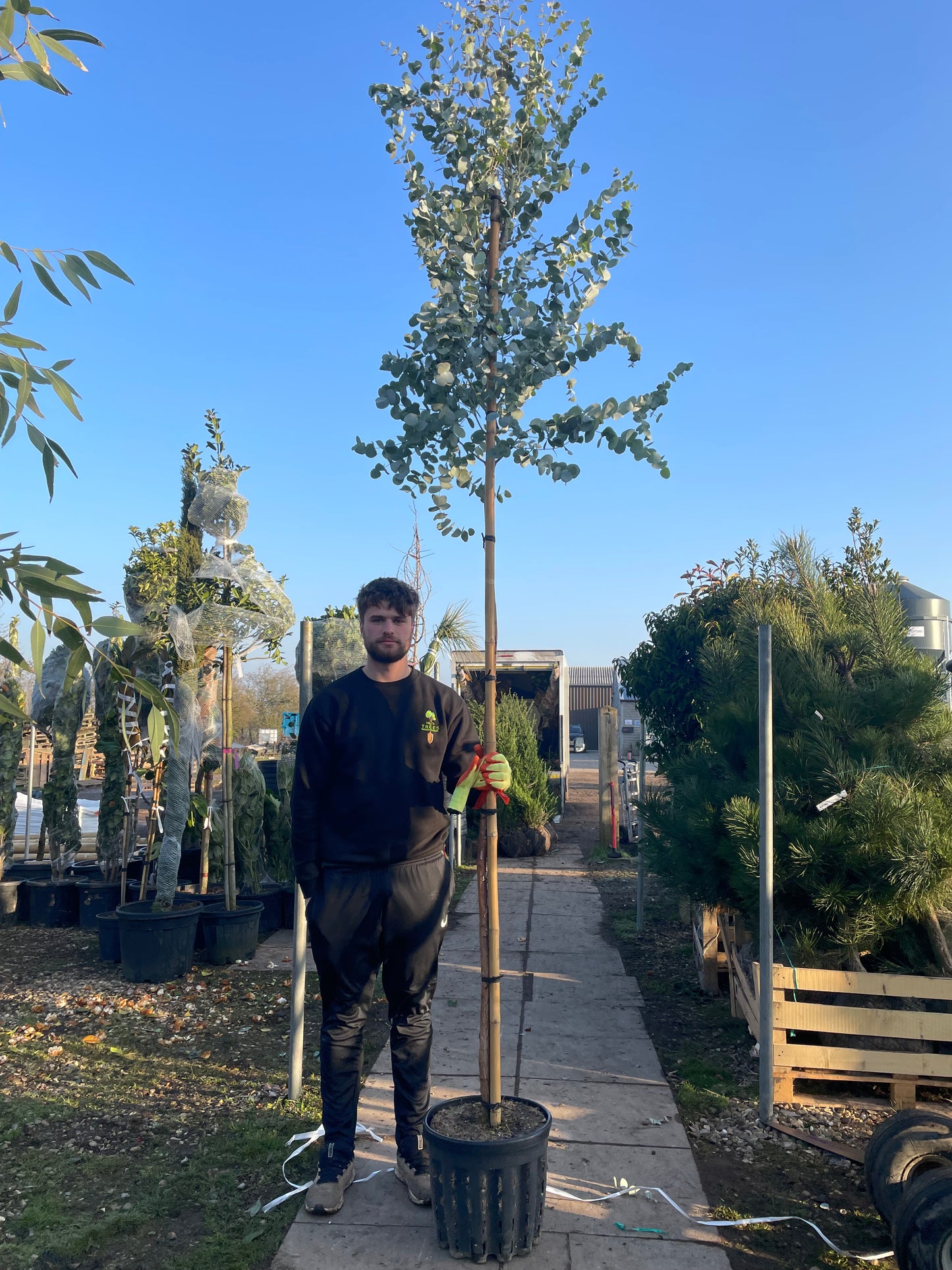 Eucalyptus gunnii - Full standard