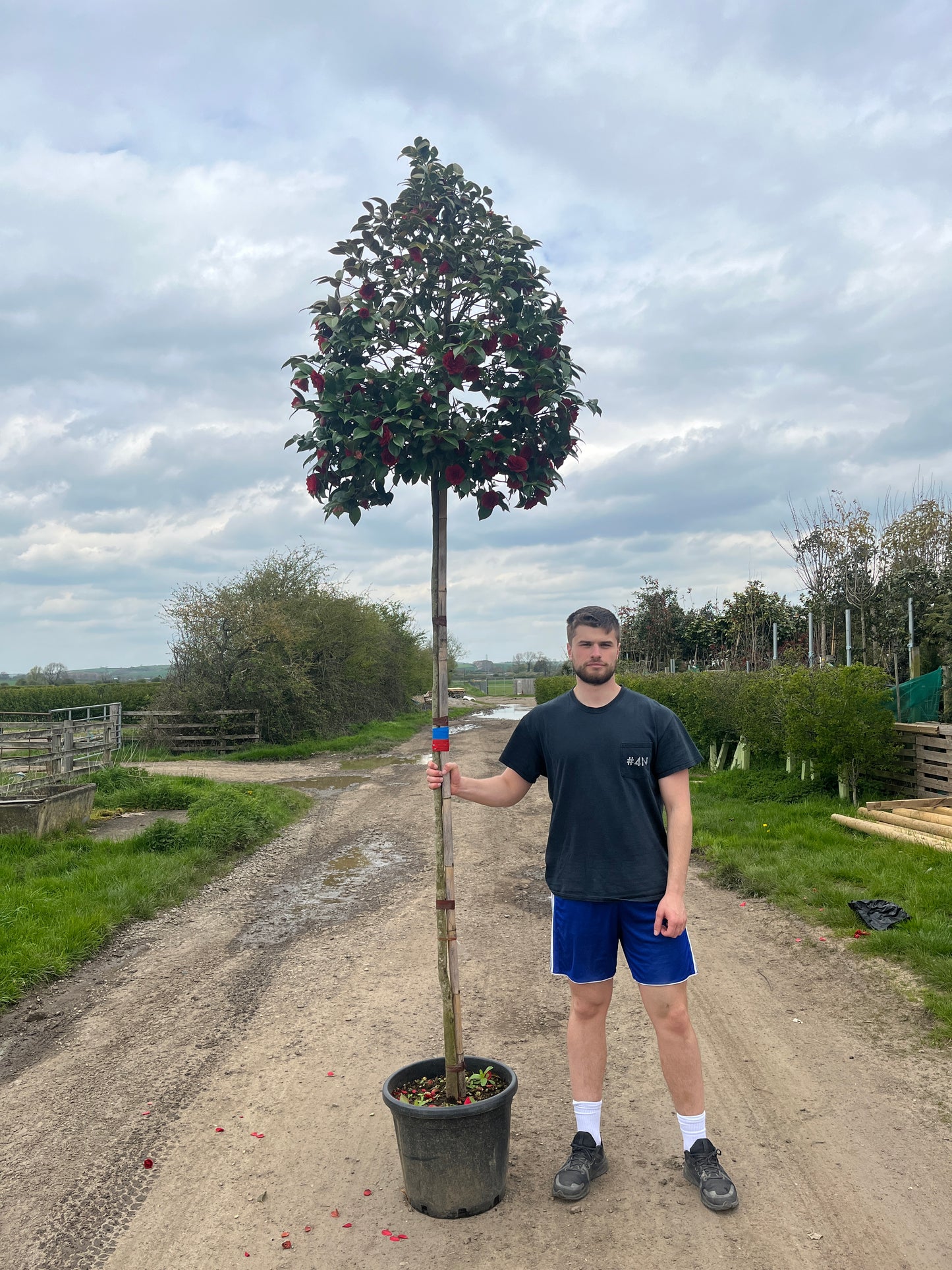 Camellia japonica 'Te deum' standard trees (180-200cm clear stem)