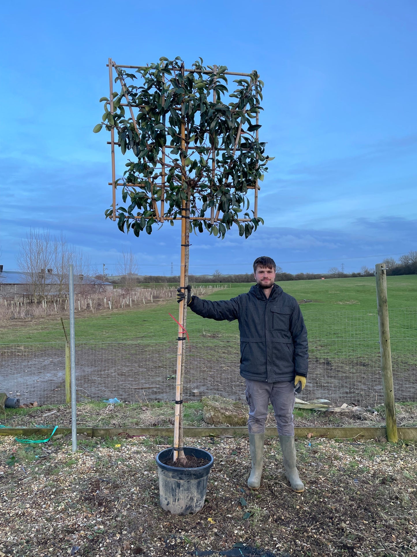 Viburnum Lucidum - Pleached (180-200cm clear stem)