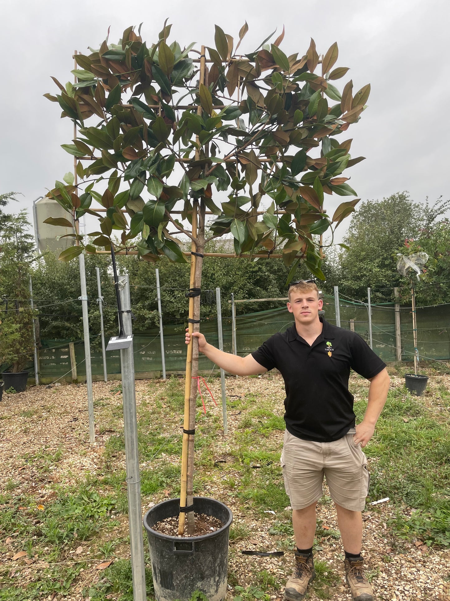 Pleached magnolia - Magnolia grandiflora (140-160cm clear stem)