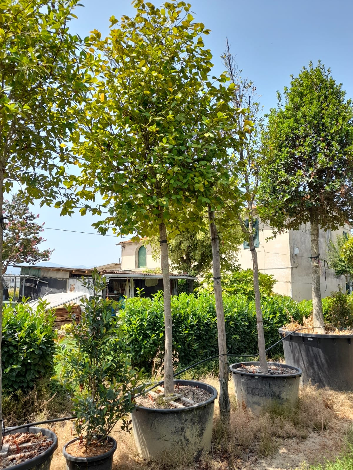 Camellia japonica 'Te deum' standard trees (180-200cm clear stem)