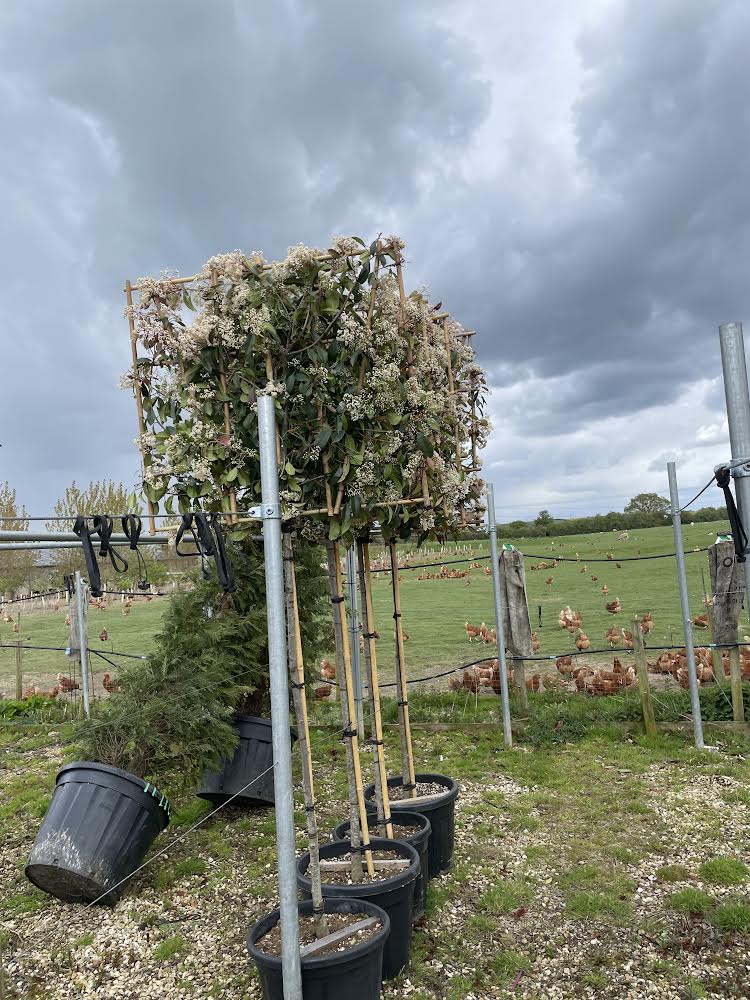 Red Robin - Pleached (140-160cm clear stem)