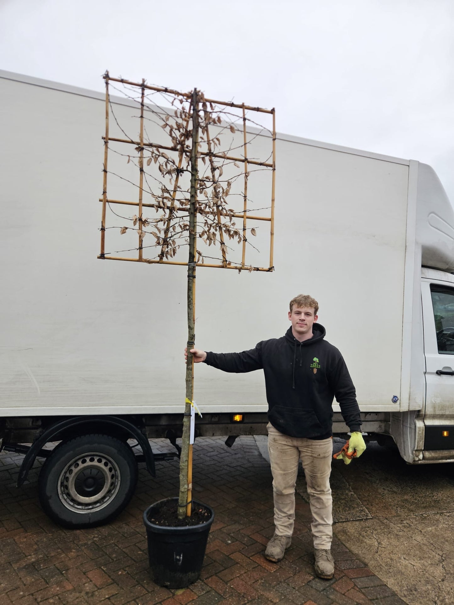 Hornbeam - Pleached - 150-160cm clear stem