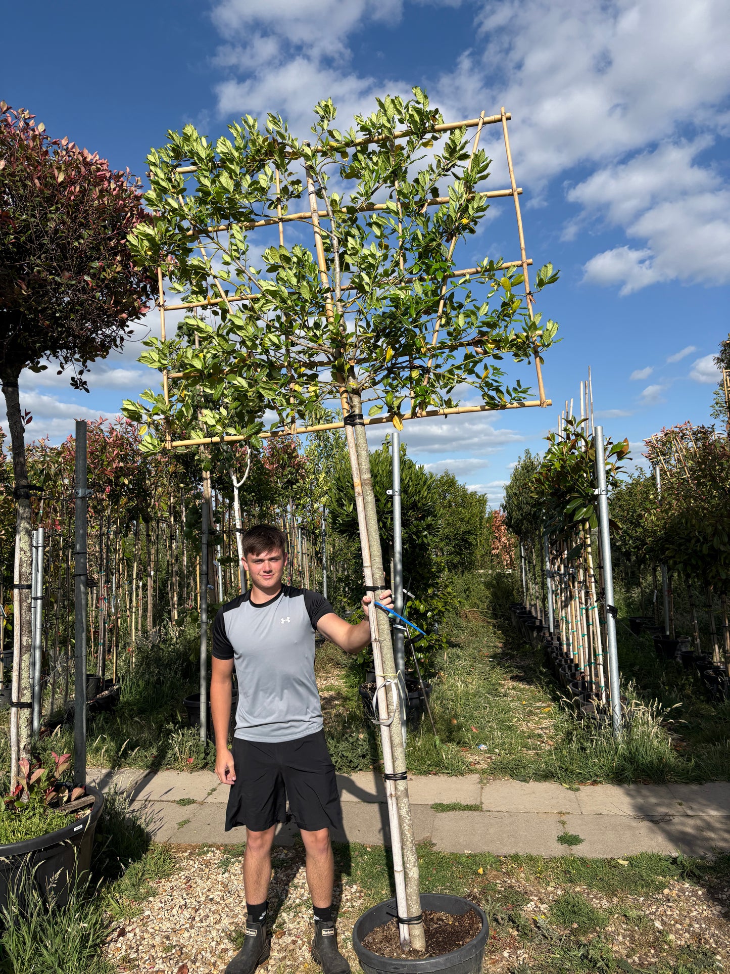 Pleached Ilex Nellie R stevens - Full standard (180-190cm clear stem)