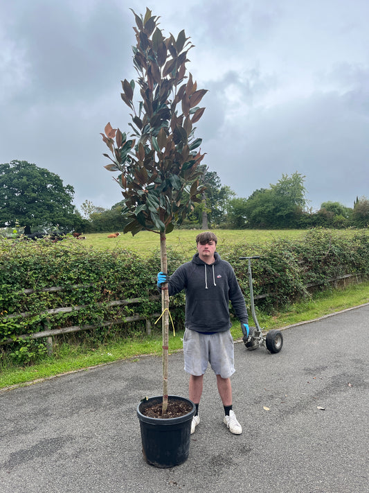 Magnolia Grandiflora - 3/4 Standard Trees (150-160cm clear stem)