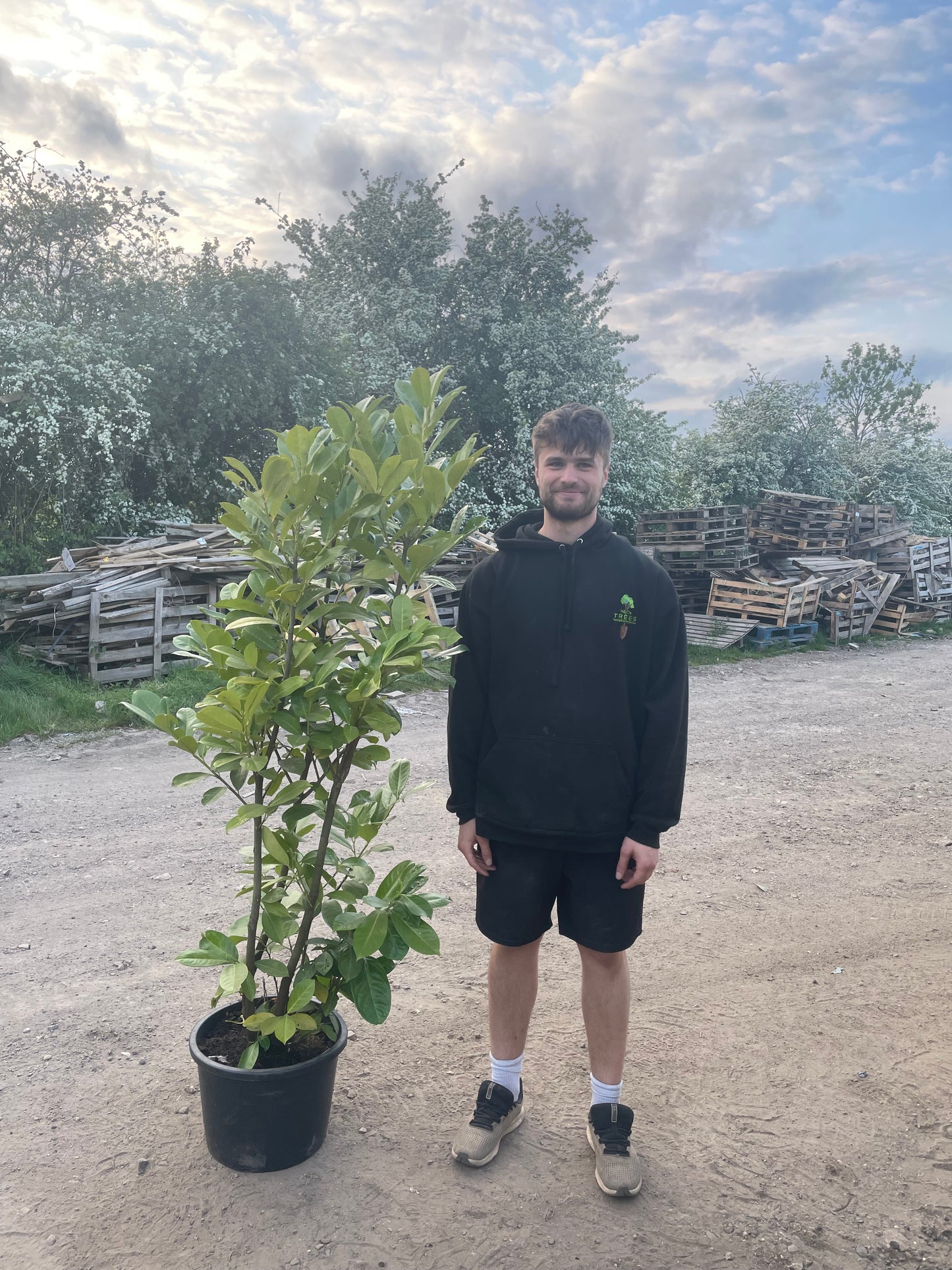 Prunus laurocerasus 'Rotundifolia' (English Cherry Laurel) - container Hedging
